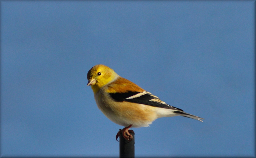 Goldfinch by paintdipper