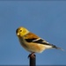 Goldfinch by paintdipper