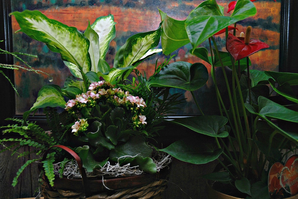 House Plant Appreciation Day (yes really!) by farmreporter