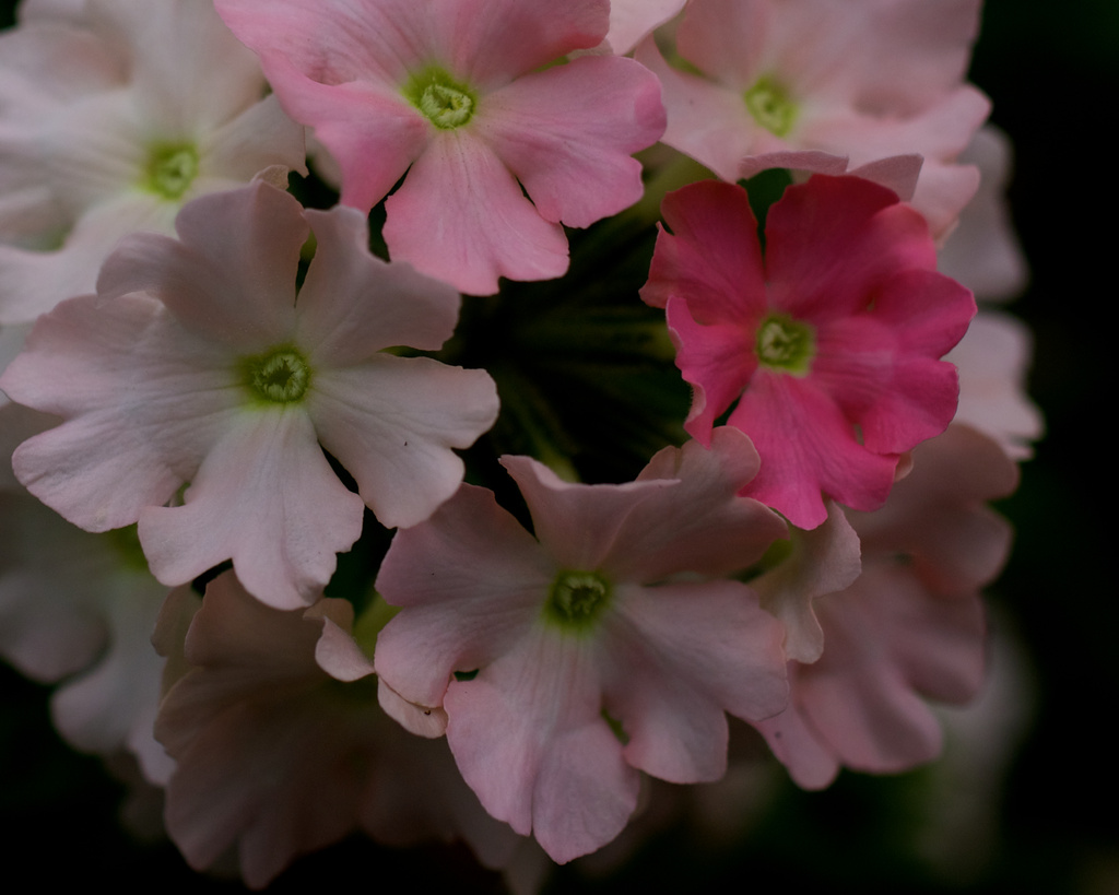 Pinks by eudora