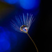 Dandelion drop blue by aecasey