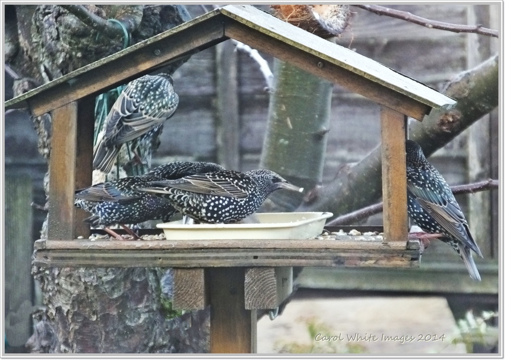 Hungry Starlings by carolmw