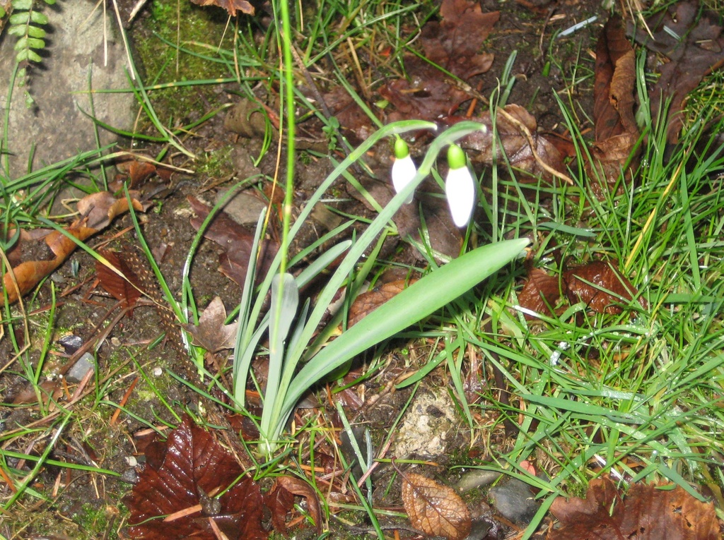 The First Snowdrop by susiemc