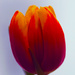 Close-up of the tulip by elisasaeter
