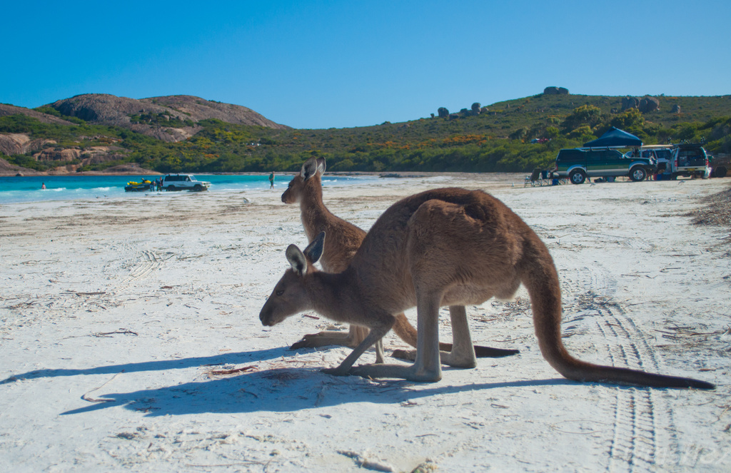 kangaroos at lucky bay by winshez