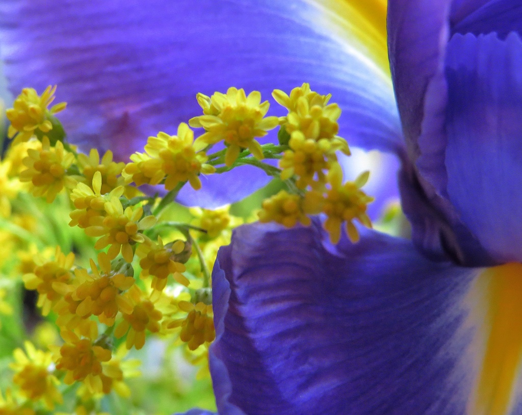 Yellows and Blues in soft focus by craftymeg