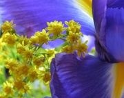 11th Jan 2014 - Yellows and Blues in soft focus