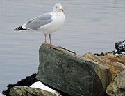 27th Dec 2013 - seagull rock