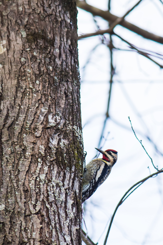Woody Woodpecker  by rayas