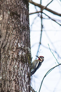 11th Jan 2014 - Woody Woodpecker 
