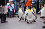 11th Jan 2014 - Penguin Parade