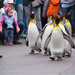Penguin Parade by cdonohoue