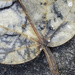 Leaf by jeneurell