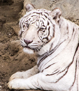 11th Jan 2014 - White Tiger