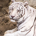 White Tiger by cdonohoue