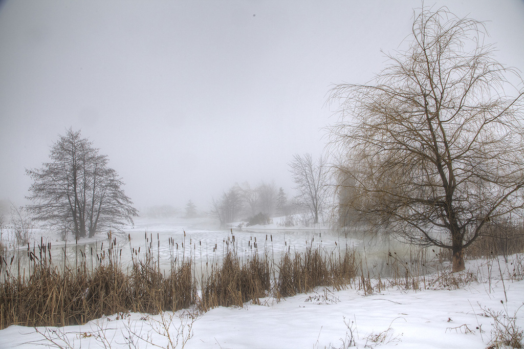Pond, Reeds, and Fog by gardencat