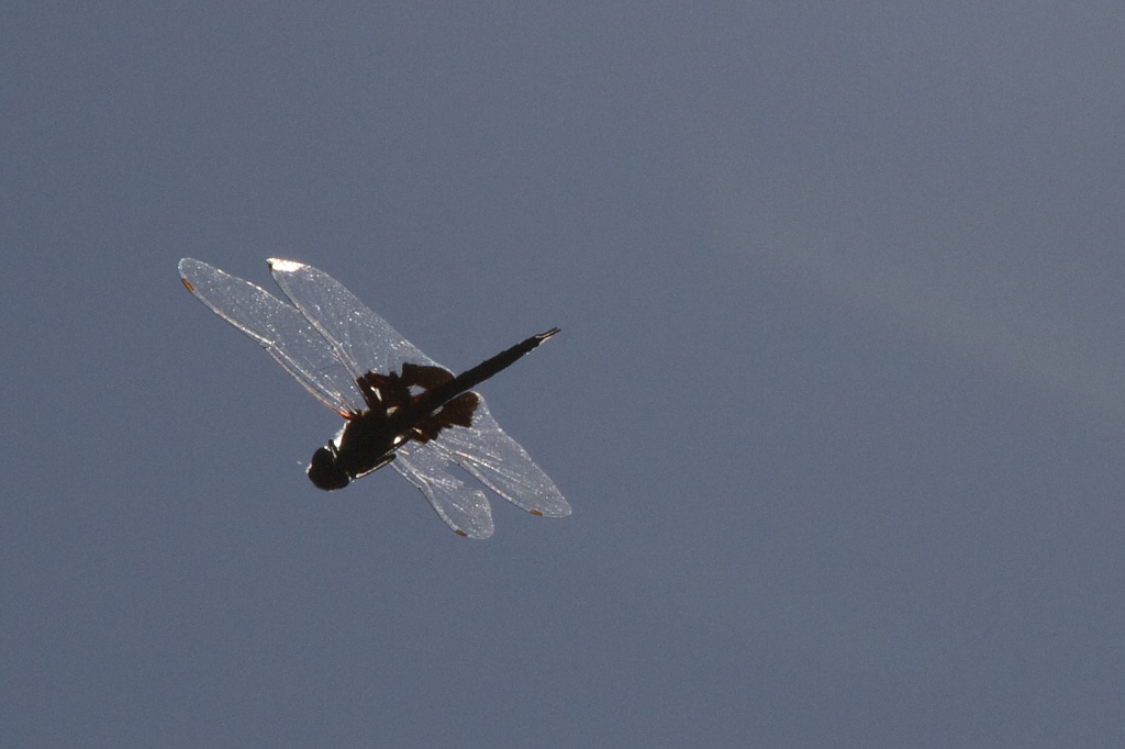 Another Dragonfly in Flight by robv