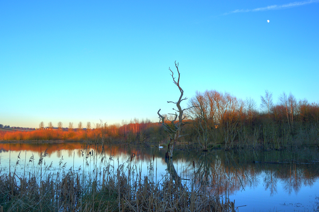 Pond and moon by richardcreese