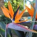 Bird of Paradise..at Noojee.. by tellefella