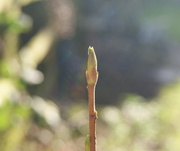 11th Jan 2014 - New life (Signs of spring #1)