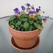  Pot of Violas by susiemc