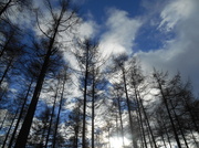 12th Jan 2014 - Looking up through the tops of the Larch trees....