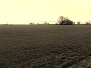24th Jan 2014 - A Norfolk Field