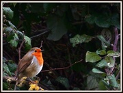 12th Jan 2014 - Yet another robin