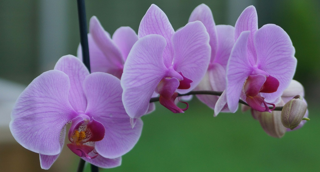 Phalaenopsis Orchid by pcoulson