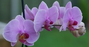 12th Jan 2014 - Phalaenopsis Orchid