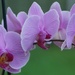 Phalaenopsis Orchid by pcoulson