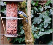 12th Jan 2014 - Welcome to a well stocked feeder