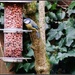 Welcome to a well stocked feeder by rosiekind