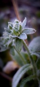 12th Jan 2014 - Frosty Flower
