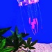 "I'm a Jellyfish by jesperani
