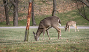 12th Jan 2014 - Deer grazing