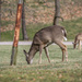 Deer grazing by mittens