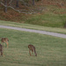 Many deer grazing by mittens