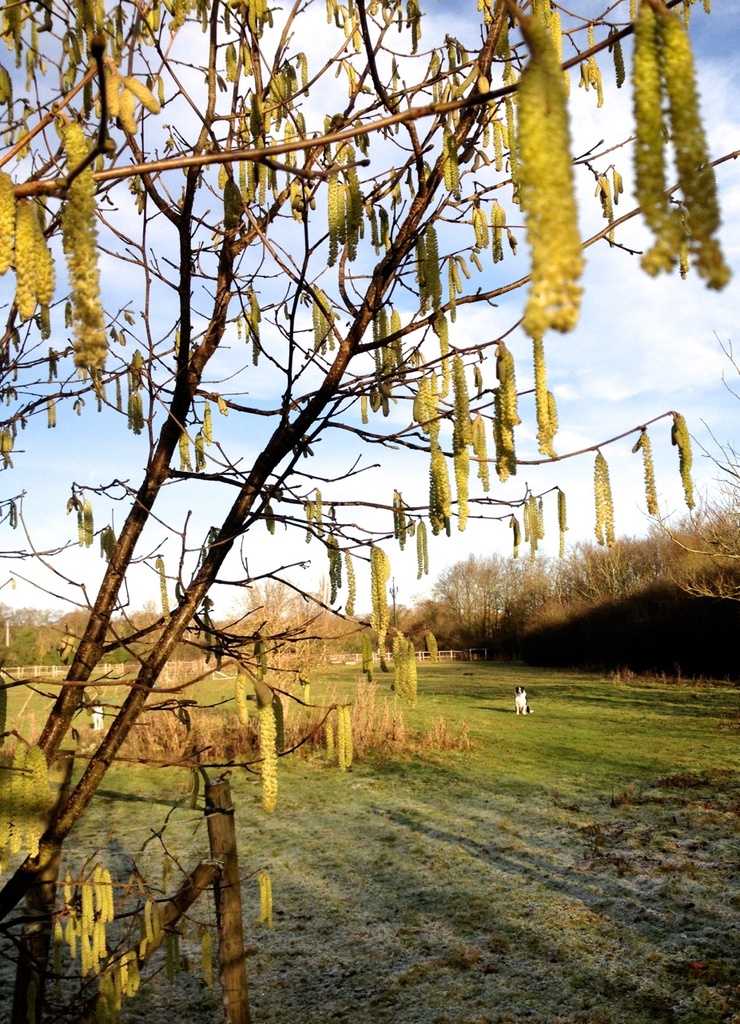 Catkins by helenmoss