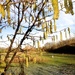 Catkins by helenmoss