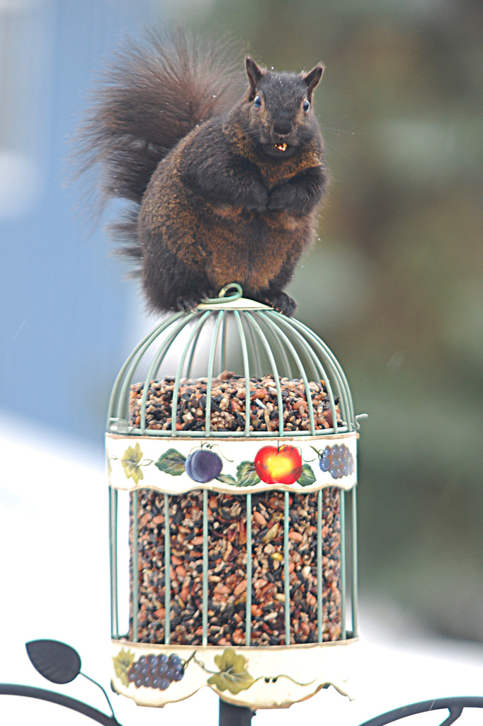 Squirrel on my feeder! by fayefaye