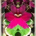 African Violet Pictureshow by robv