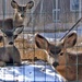 through the fence deer by dmdfday