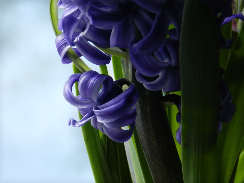 Blue Hyacinth by paintdipper