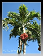 12th Jan 2014 - Florida palm