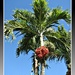 Florida palm by mjmaven