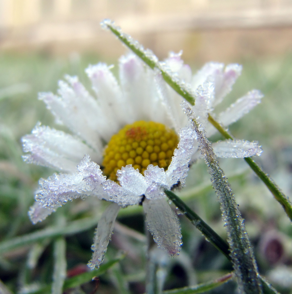 Frozen Daisy 2 by itsonlyart