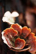 12th Jan 2014 - Fungi Flower