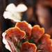 Fungi Flower by mzzhope