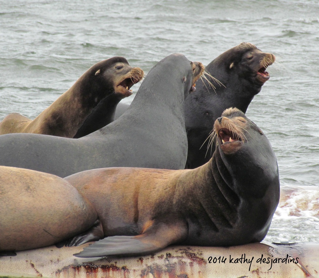 Sea Lion argument by kathyo
